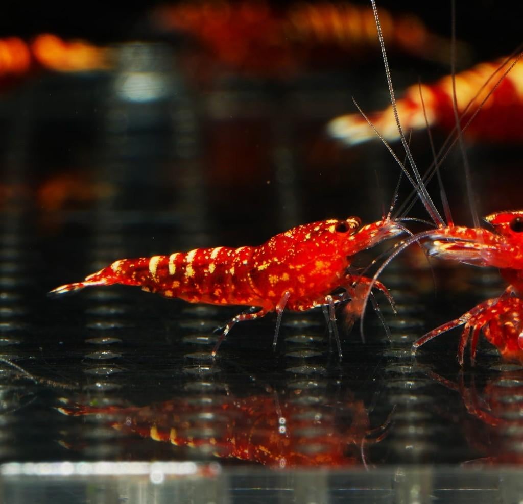 Garnalen red snowfall, collector shrimp, Dieren en Toebehoren, Kreeft, Krab of Garnaal