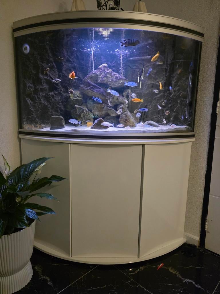 Hoekaquarium aqualantis, Dieren en Toebehoren, Vissen | Aquaria en Toebehoren, Ophalen of Verzenden