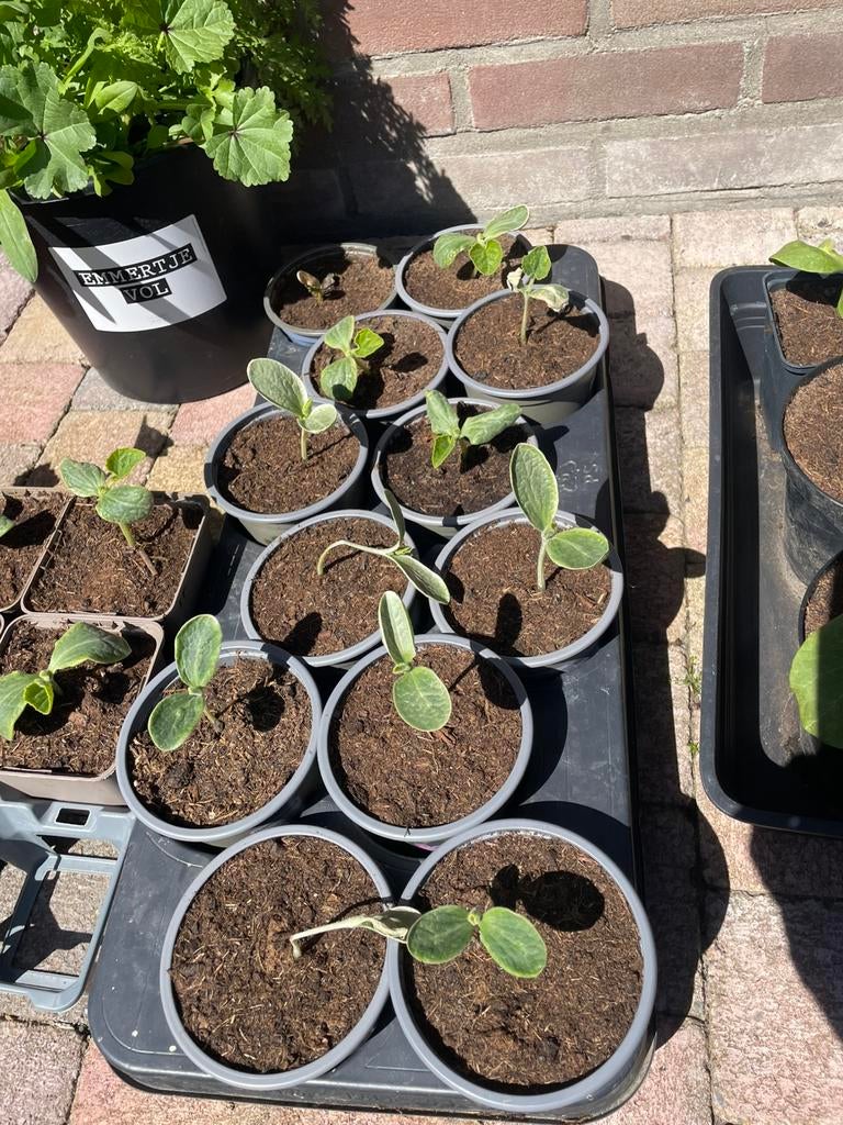 Flespompoen plantjes, Tuin en Terras, Ophalen, Eenjarig, Groenteplanten, Volle zon
