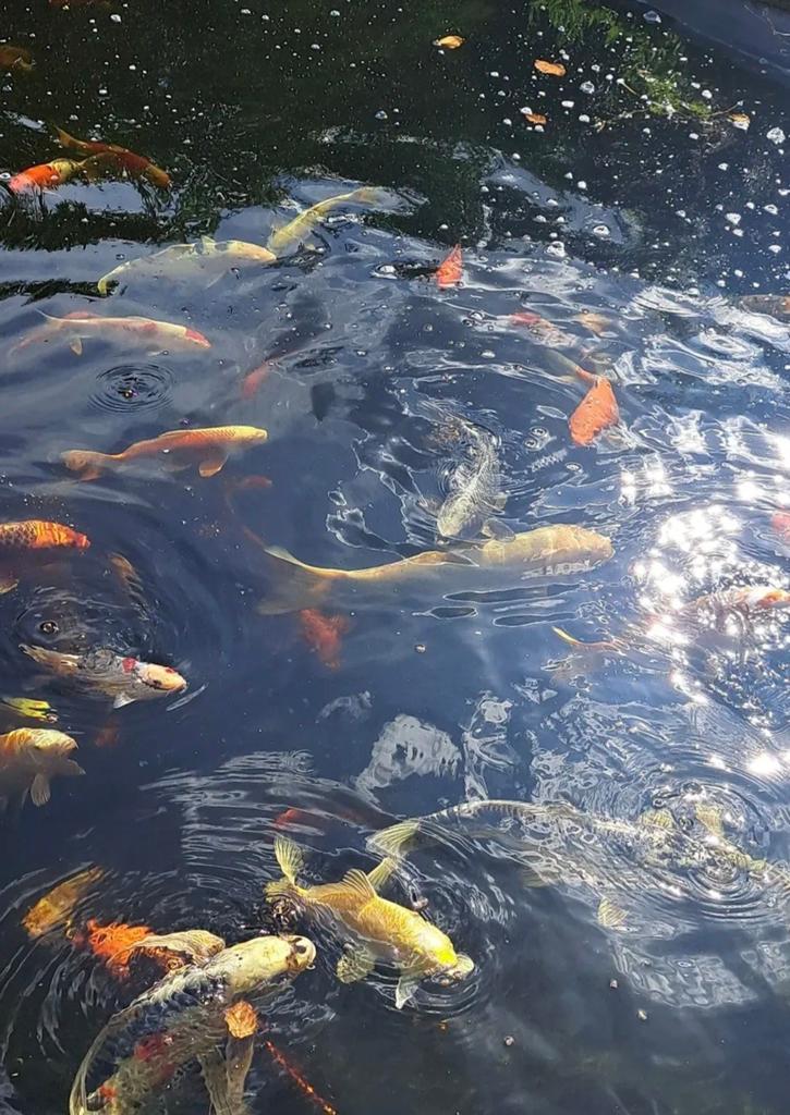 Kois, Dieren en Toebehoren, Karper of Koi