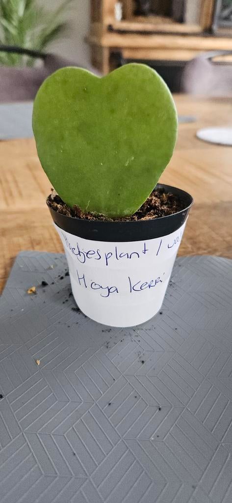 Hoya Kerrii - Hartjesplantje, Huis en Inrichting, Kamerplanten, Ophalen