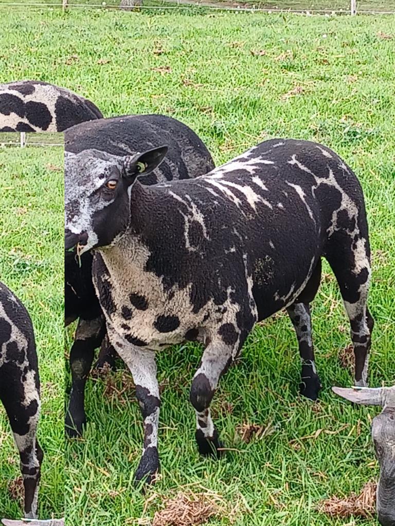 Mooie luxe overjarige bonte stamboek ram, Dieren en Toebehoren, Schapen, Geiten en Varkens, Mannelijk, Schaap, 0 tot 2 jaar