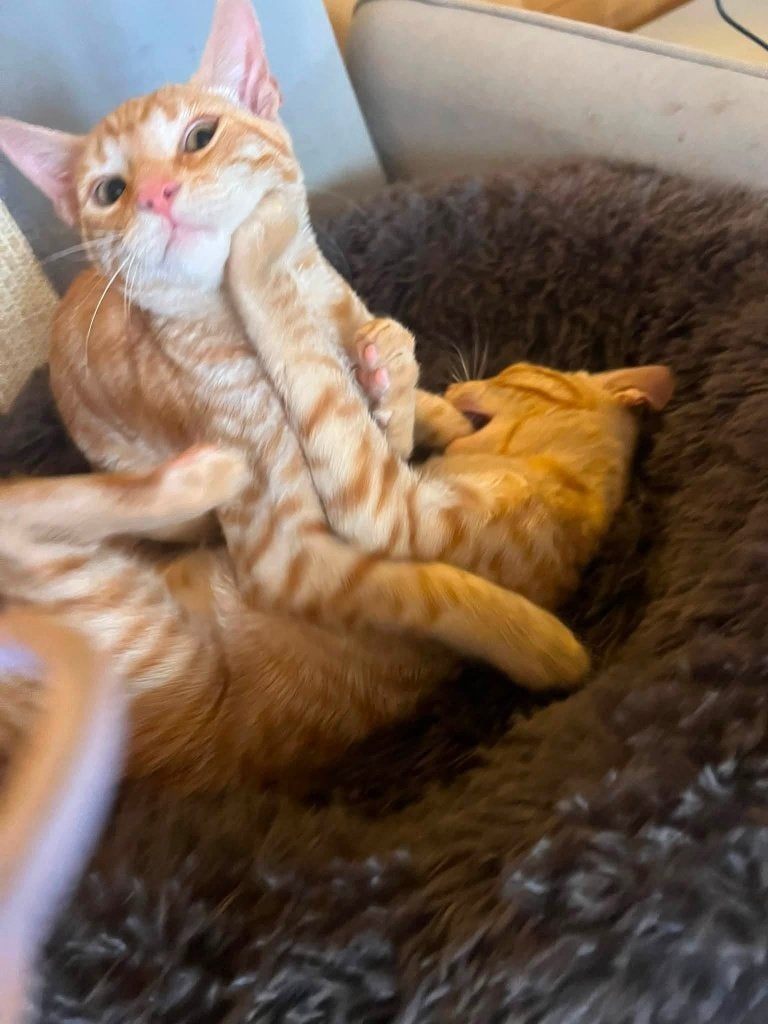 Deze lieve kitten broertjes zoeken hun forever home!, Kater, Kortharig, 0 tot 2 jaar
