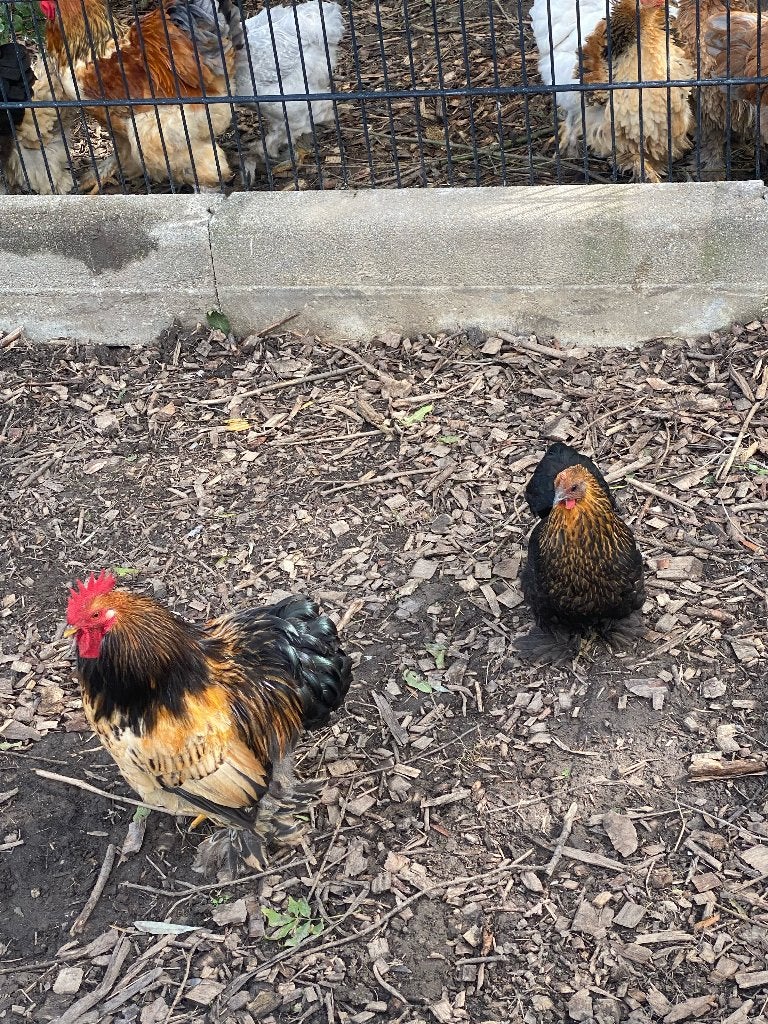 cochin kippen, Dieren en Toebehoren, Vrouwelijk, Kip