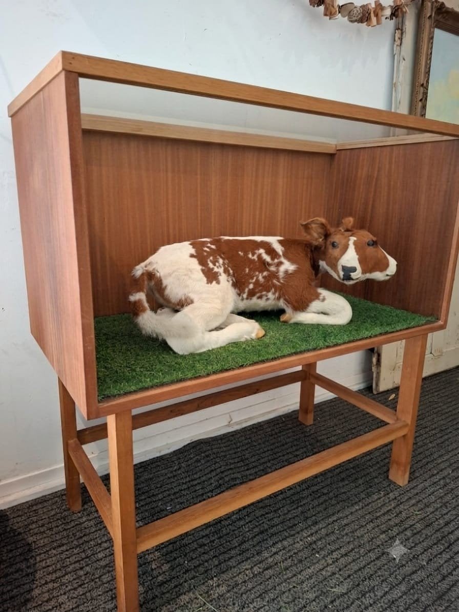 unieke 2-koppige kalf opgezet taxidermy schedel opgezette, Ophalen, Boerderijdier, Opgezet dier