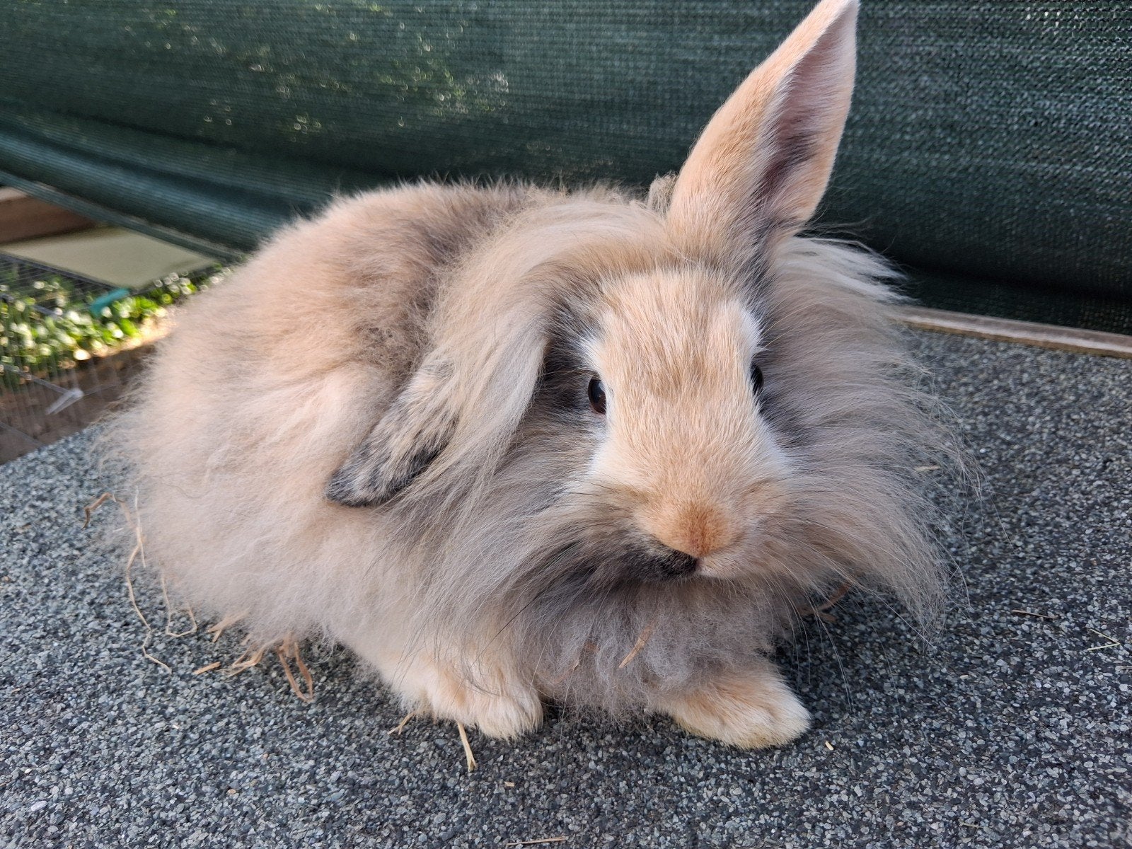 leeuwenkop x teddy, Dieren en Toebehoren, Konijnen, Mannelijk, Dwerg, 0 tot 2 jaar