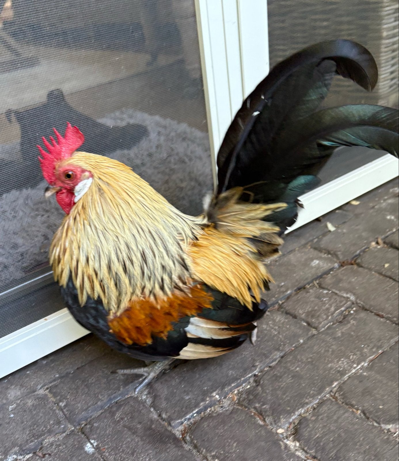 Hollandse kriel haan gratis, Dieren en Toebehoren, Pluimvee, Mannelijk, Kip