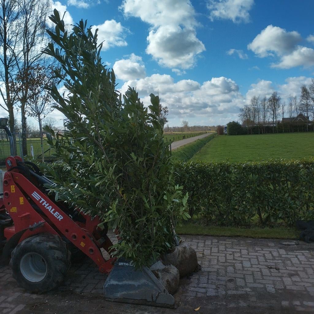 Laurier (Prunus laurocerasus 'Caucasica') haag planten, Ophalen, Halfschaduw, Overige soorten, Lente