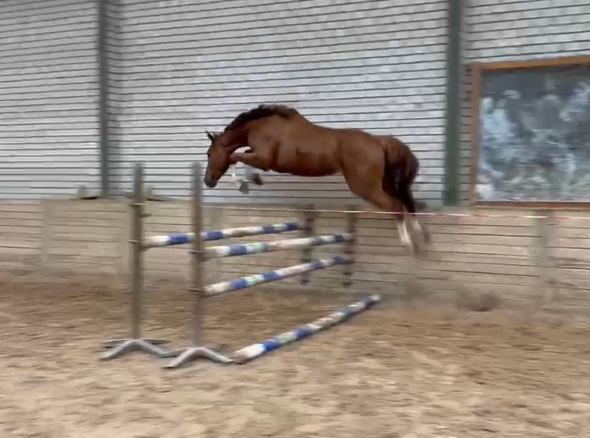 4 jarige merrie van El Torreo, Dieren en Toebehoren, Merrie, Springpaard, Minder dan 160 cm, 3 tot 6 jaar
