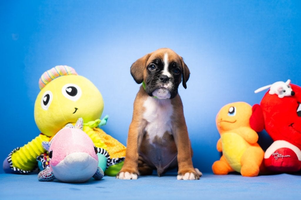 Boxer puppy's, Dieren en Toebehoren, Overige rassen, 8 tot 15 weken, Parvo, Meerdere