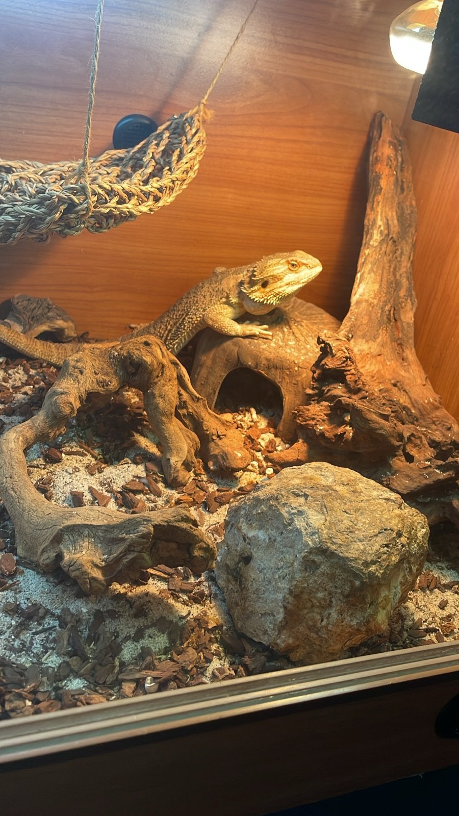 Baardagaam 2 jaar inclusief terrarium Bearded Dragon photo 5