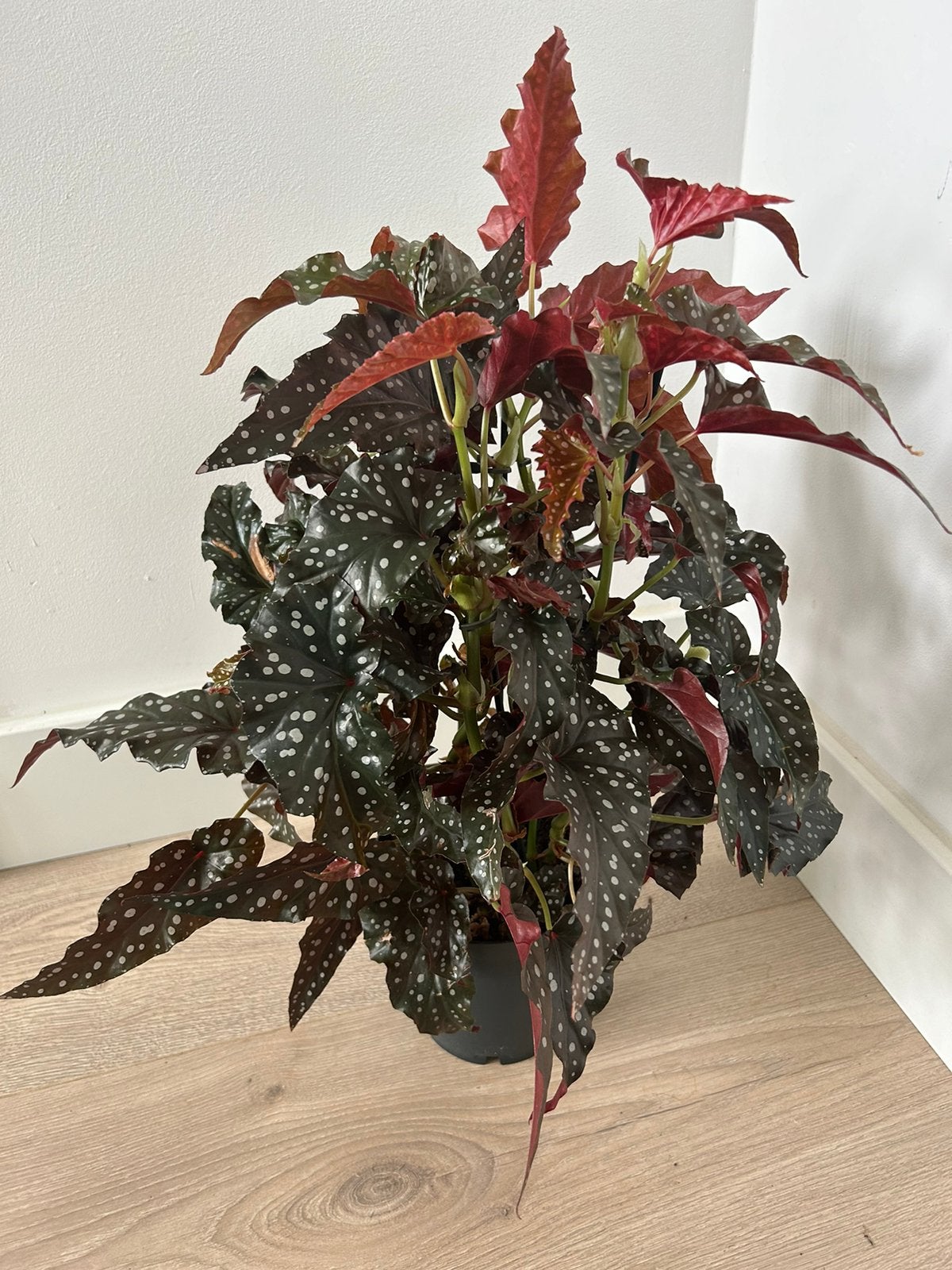 Begonia Maculata ‘Black Forest’, Ophalen, Halfschaduw, Minder dan 100 cm
