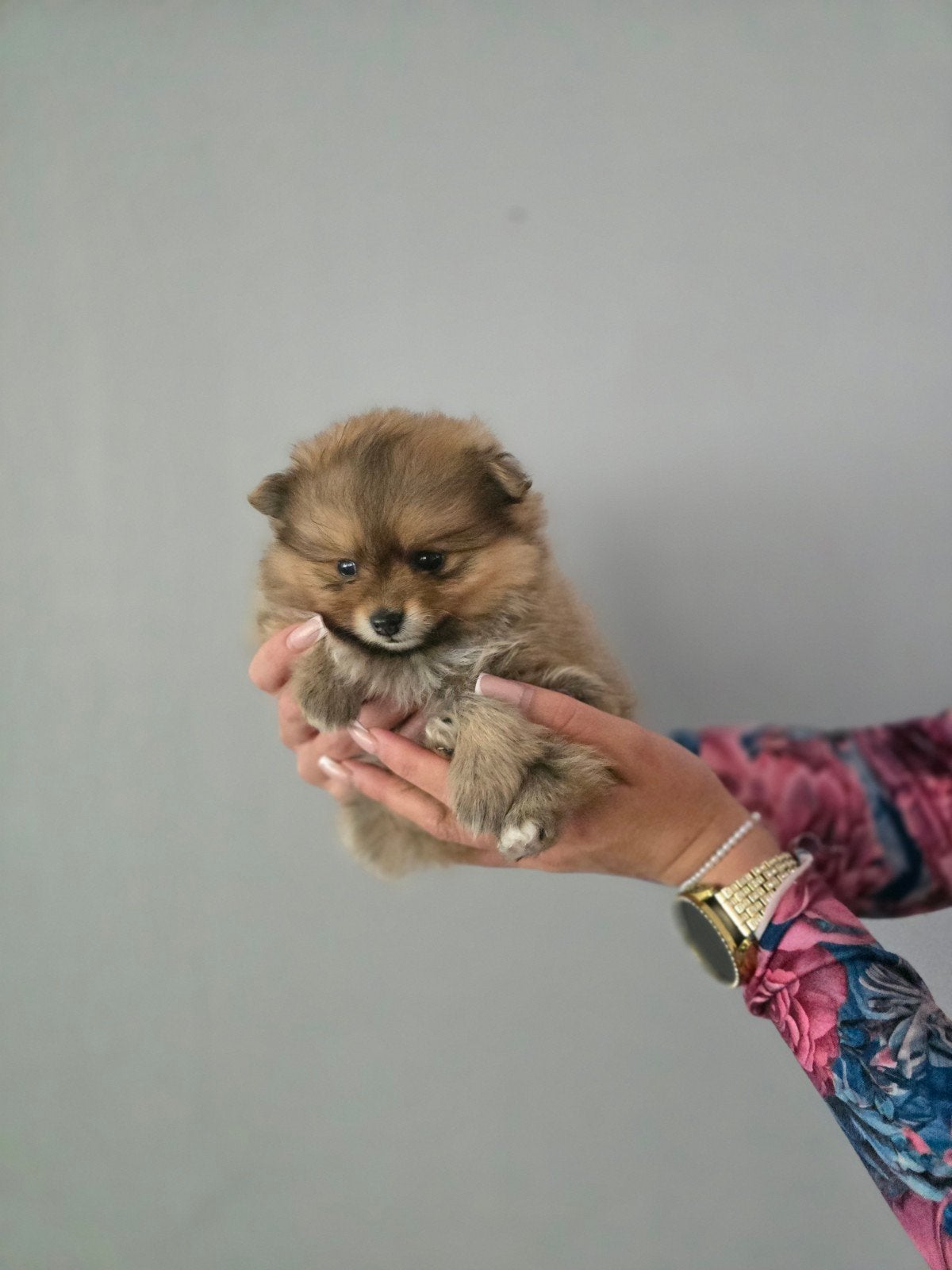 Pomeriaan pups / pomeranian pups NL NEST, Dieren en Toebehoren, Honden | Poolhonden, Keeshonden en Oertypen, Parvo, Keeshond, 8 tot 15 weken