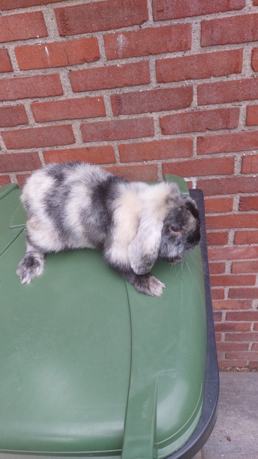Hangoordwerg! Satijn, Maart, Mannelijk, Cavia
