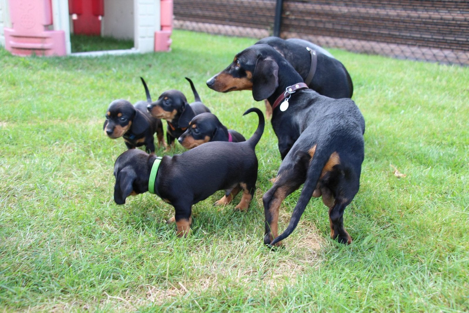 Mooie teckelpups black en tan kaninchen, Kaninchen, 8 tot 15 weken, Korthaar, Meerdere
