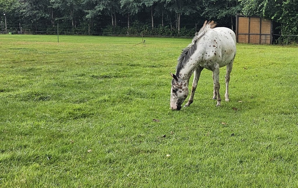 Gezocht voor 't leven: een ponymaatje D/E, Dieren en Toebehoren, Meerdere dieren, Niet van toepassing, D pony (1.37m tot 1.48m)