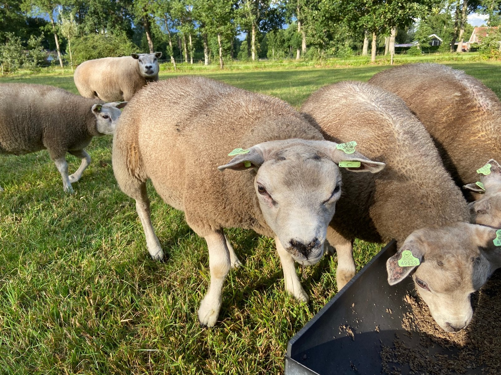 Te koop ras zuivere texelaar dekrammen, Mannelijk, Schaap, 0 tot 2 jaar
