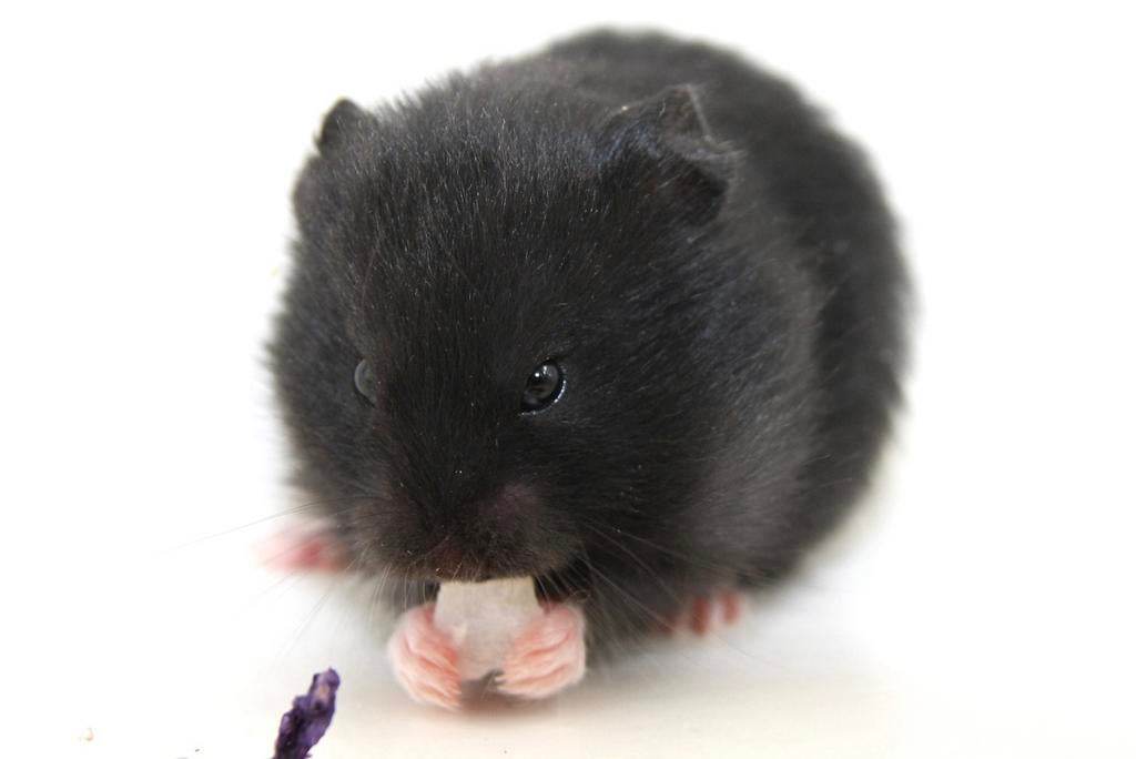 Jonge syrische hamster / goudhamster te koop., Dieren en Toebehoren, Knaagdieren, Hamster, Maart, Vrouwelijk, Tam