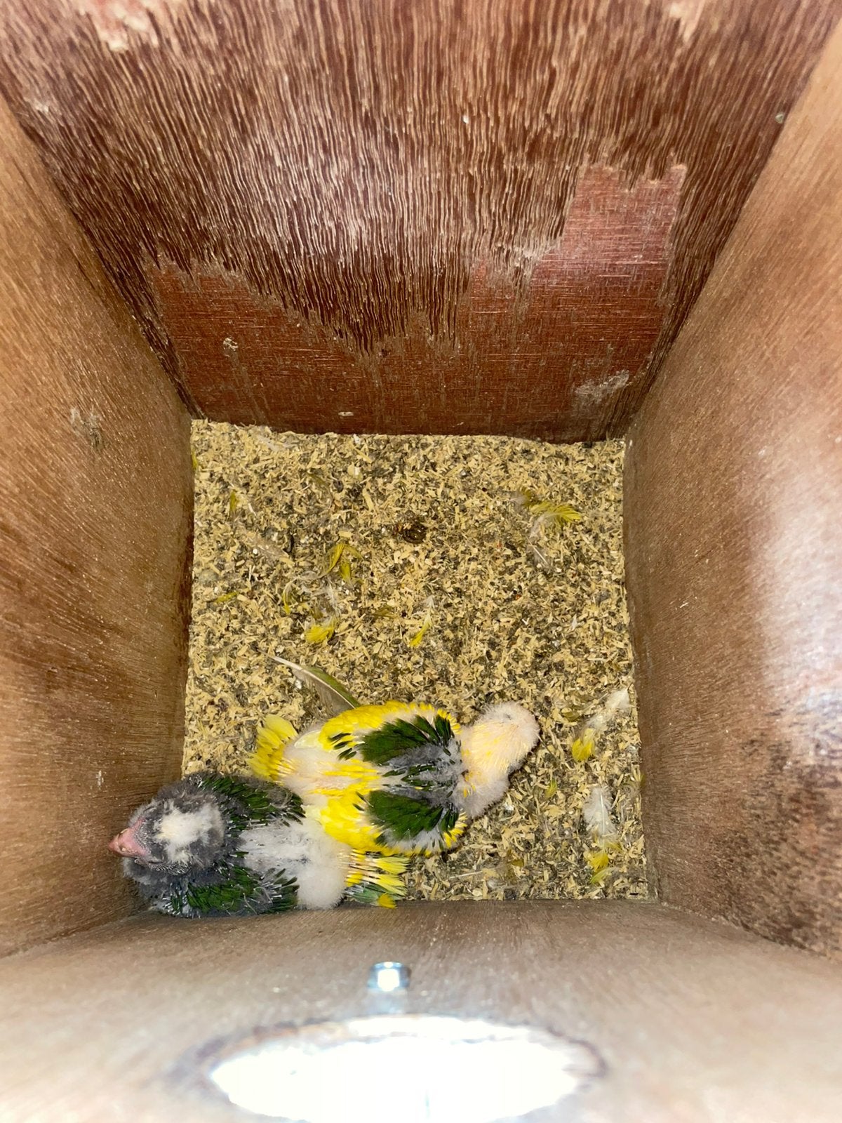 Jonge kakariki’s, Meerdere dieren, Parkiet