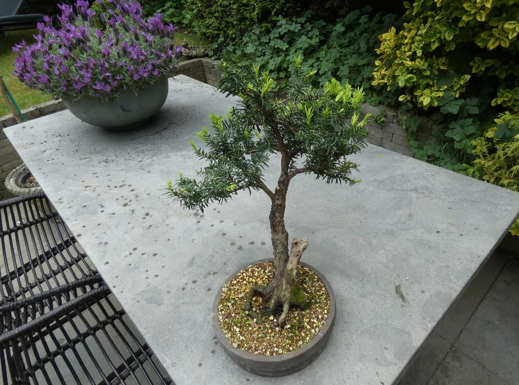 bonsai Taxus baccata 45 jaar oud, Bloeit niet, Halfschaduw, Minder dan 100 cm, Overige soorten