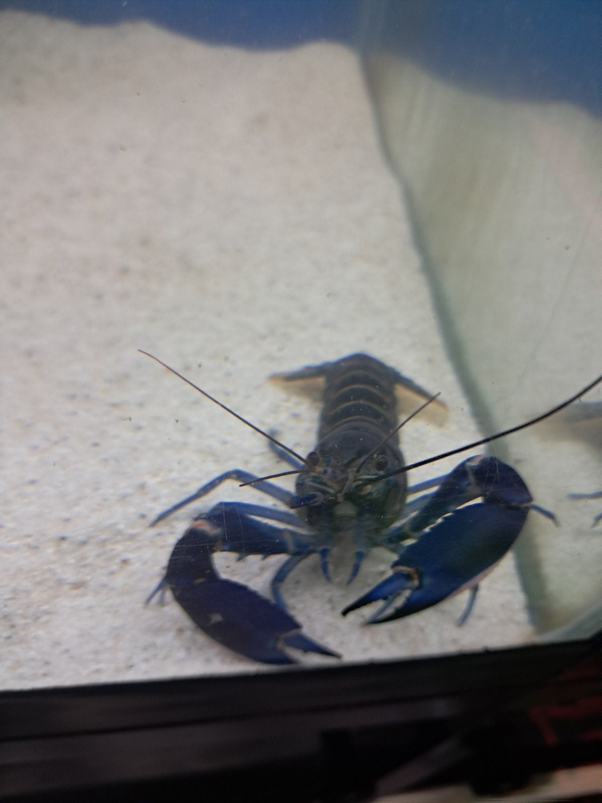 Cherax Pulcher kreeft, Dieren en Toebehoren, Vissen | Aquariumvissen, Vis