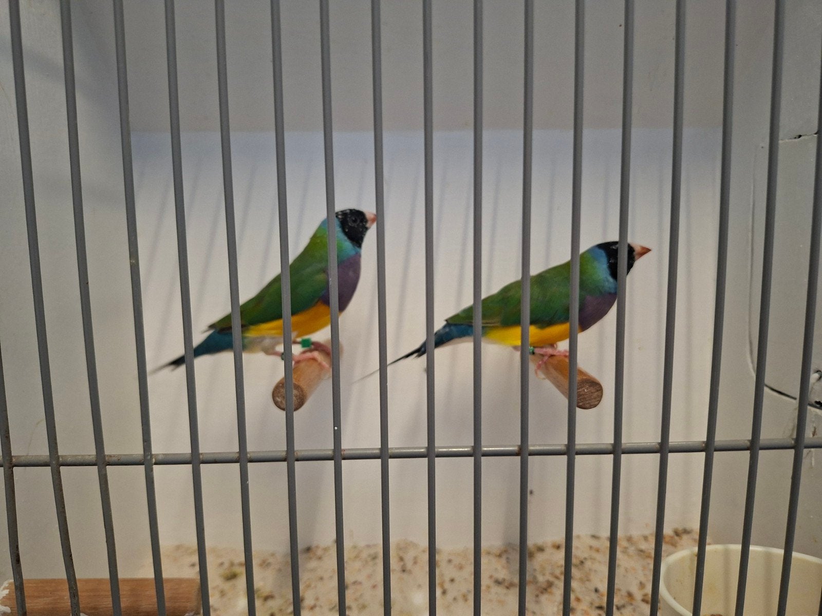 gouldamadines mannen split cinnamon, Dieren en Toebehoren, Vogels | Overige Vogels, Mannelijk, Geringd