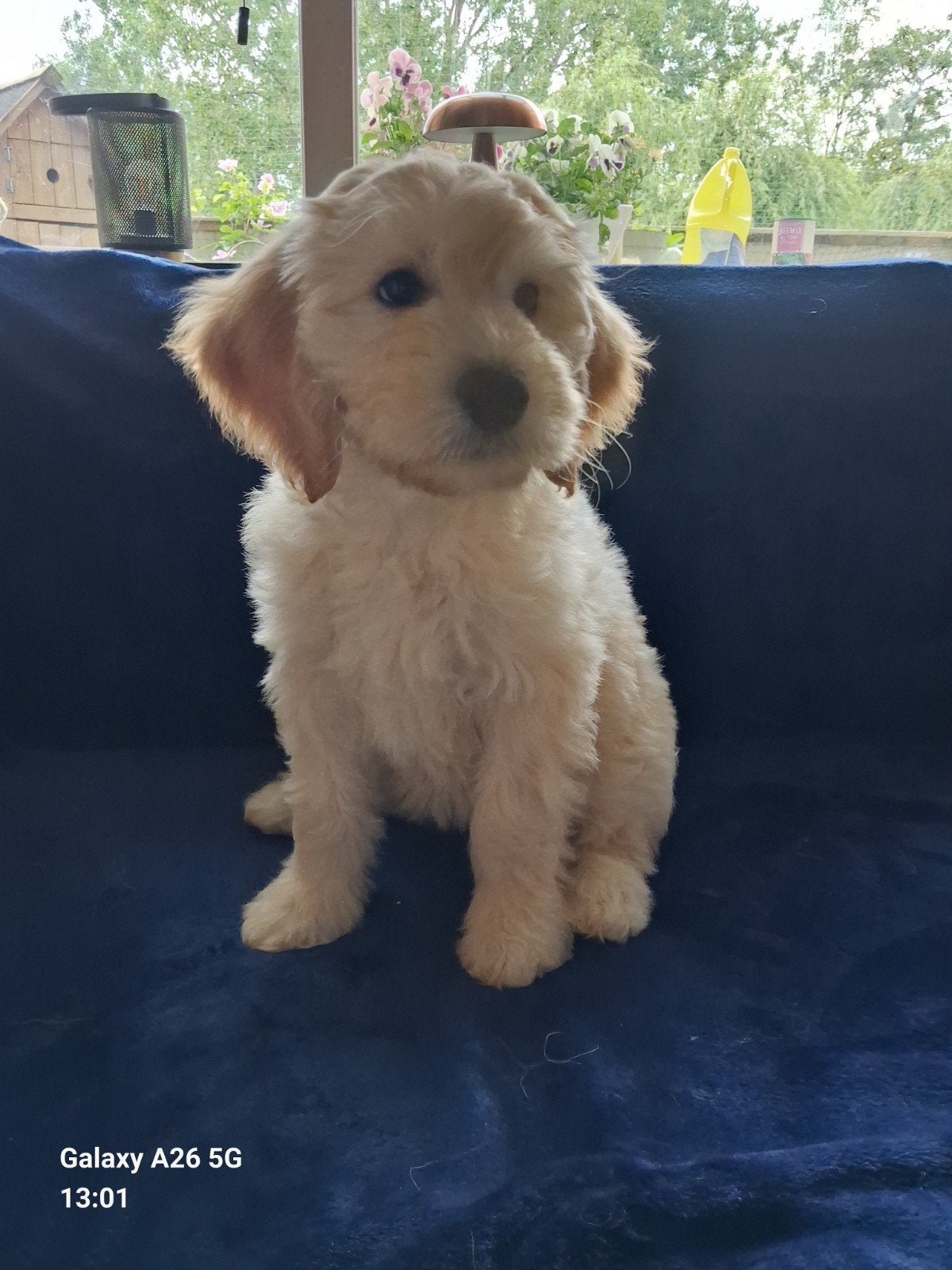 Labradoodle teefje Angel, Dieren en Toebehoren, Overige rassen, Meerdere, Meerdere dieren, Nederland