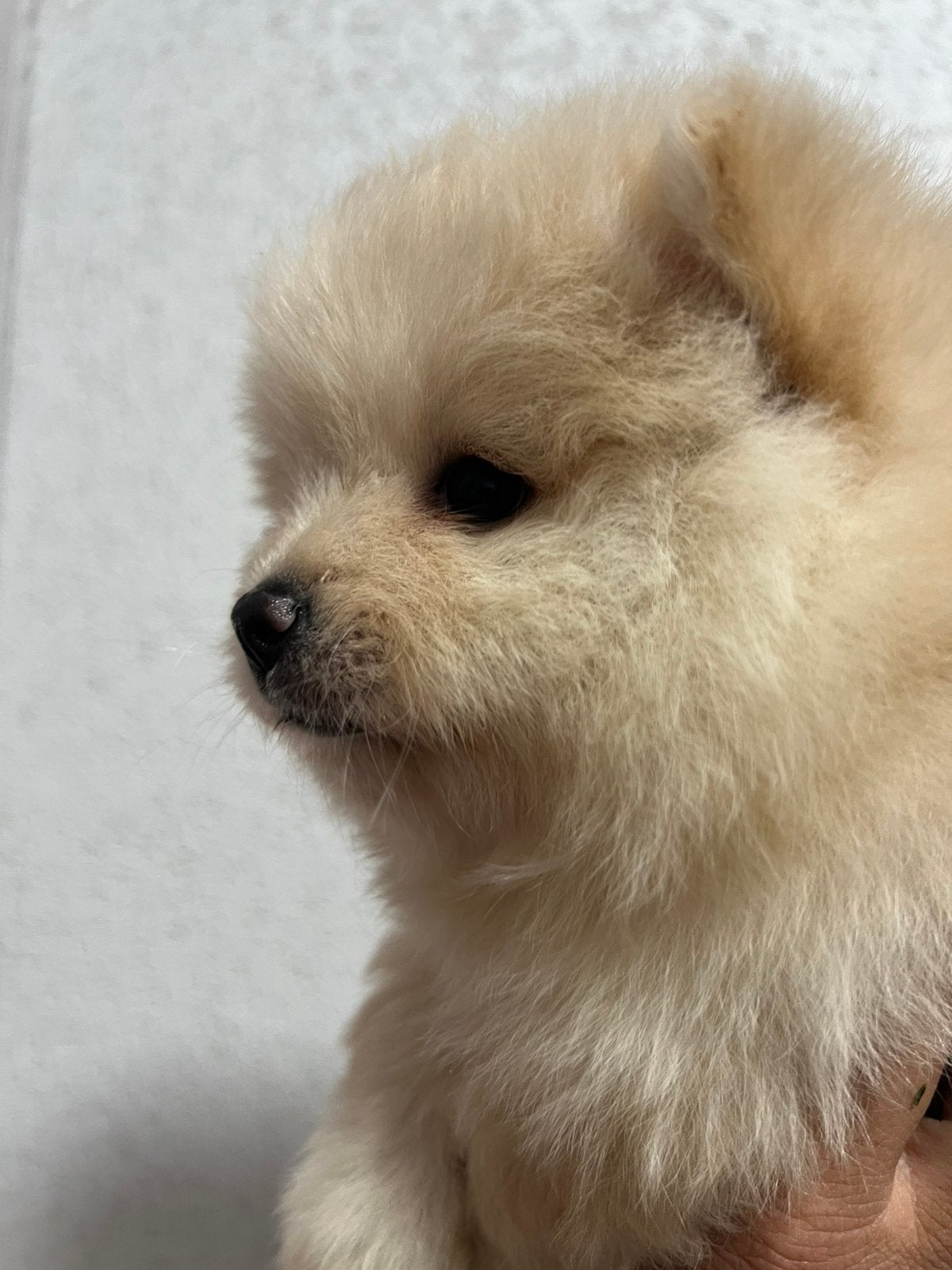 Pomeriaan, Particulier, Keeshond, Reu, 8 tot 15 weken