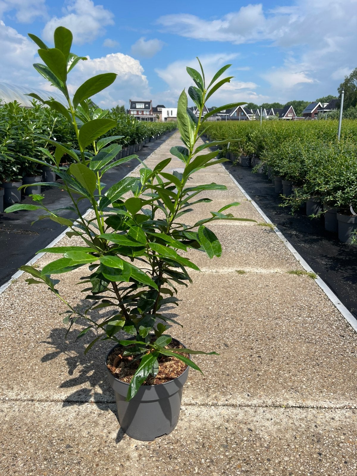 Prunus laur novita laurier in pot, Tuin en Terras, Planten | Struiken en Hagen, Ophalen of Verzenden, Laurier, 100 tot 250 cm
