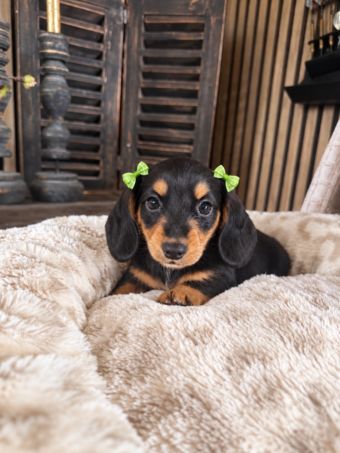 Mogen verhuizen.. Prachtige langharige dwerg teckels pups, 8 tot 15 weken, Dwerg, Langhaar, Meerdere dieren