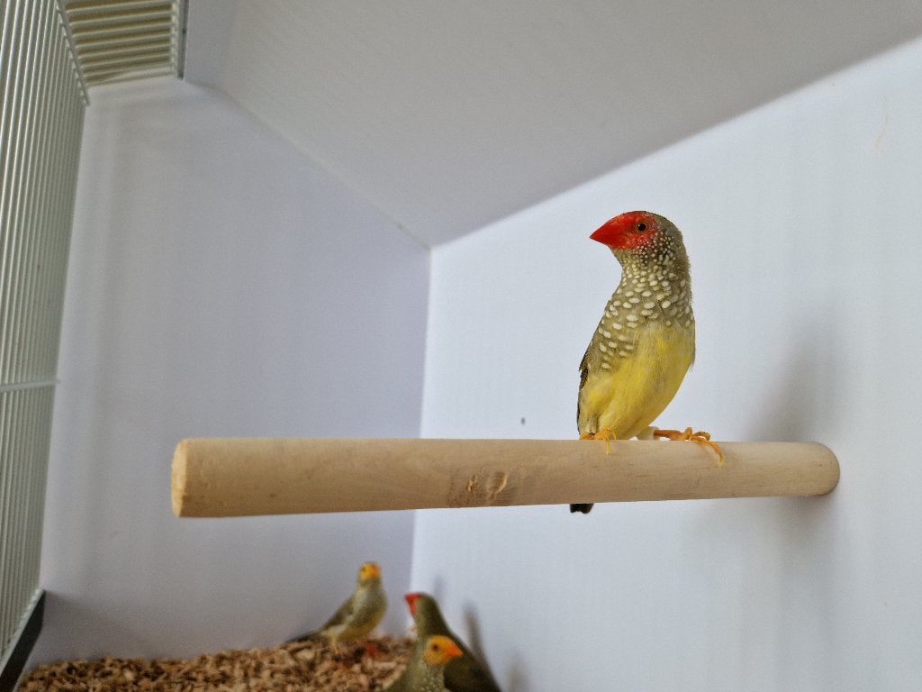 Binsenastrilde roodkop |Tropische vogels | Passend advies, Dieren en Toebehoren, Vogels | Overige Vogels, Meerdere dieren, Tropenvogel