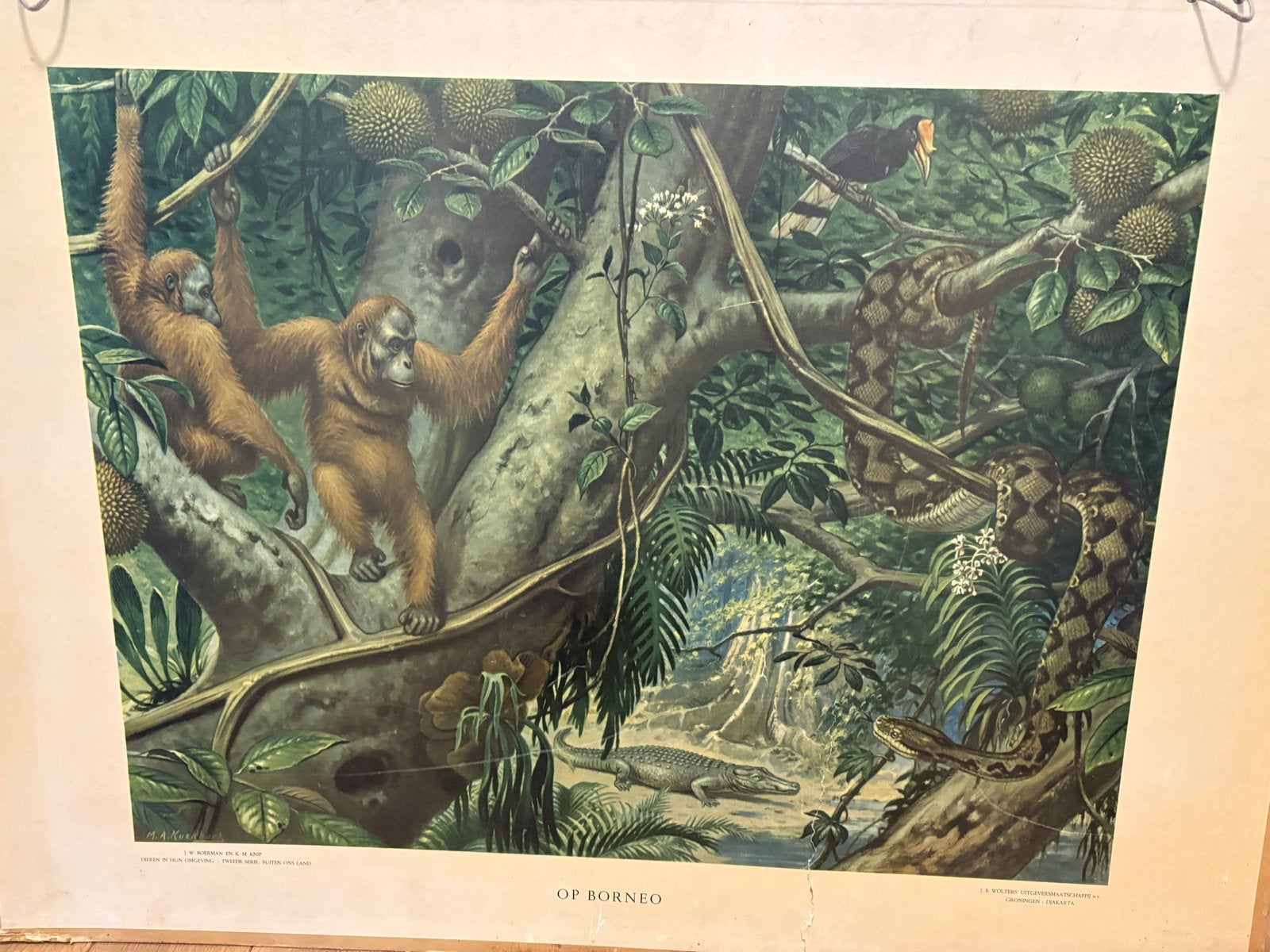 Vintage Schoolplaat: Dieren aan de Kalahari en op Borneo, Ophalen, Natuur en Biologie