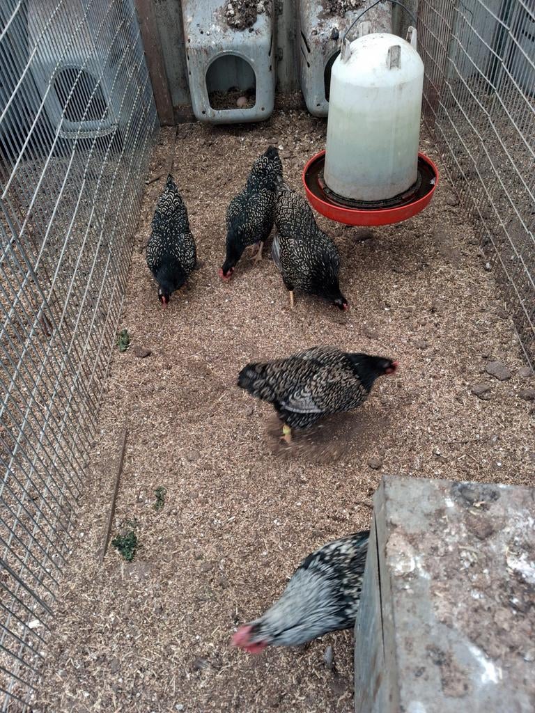 Bröedeieren, Dieren en Toebehoren, Pluimvee, Vrouwelijk, Kip