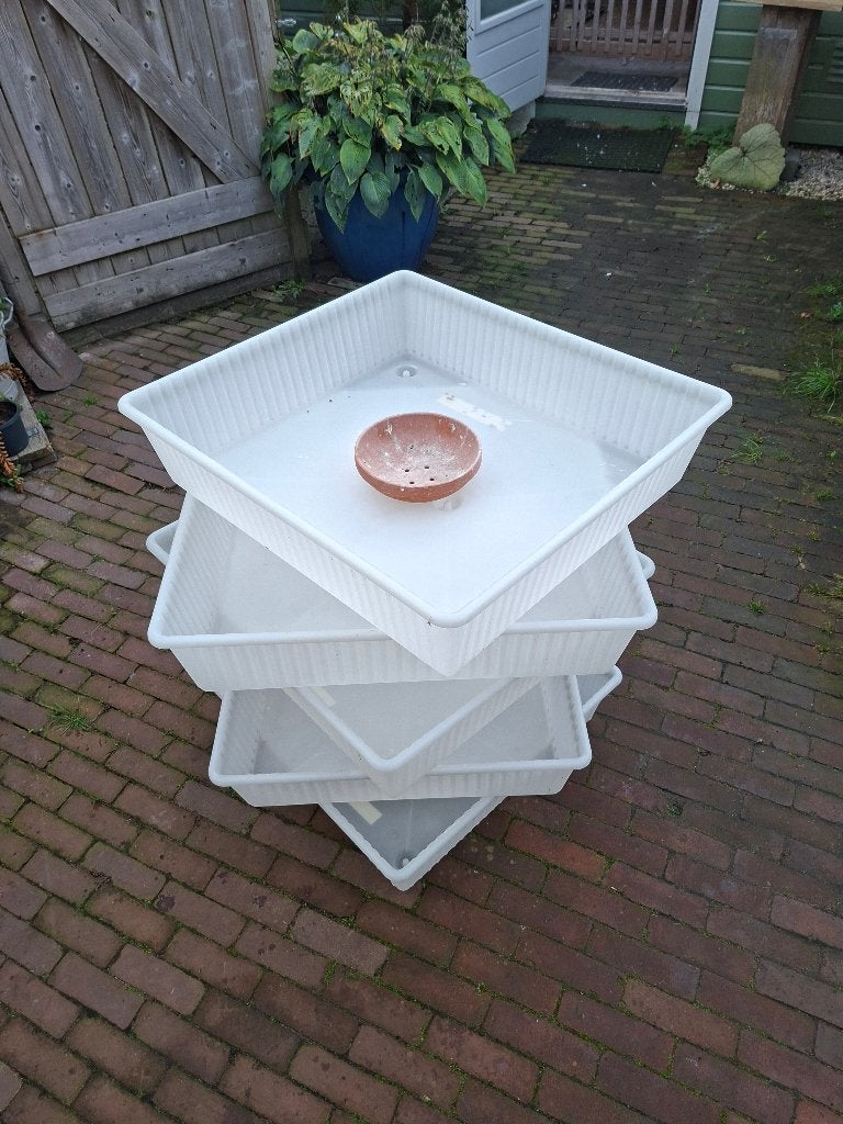 Poedelbak, Dieren en Toebehoren, Meerdere dieren, Postduif