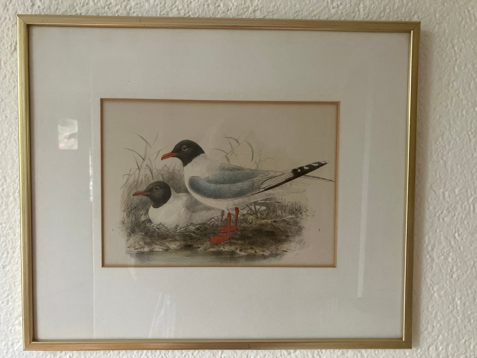Gekleurde litho van John Gerrard Keulemans - Meeuwen, Antiek en Kunst, Ingelijst, Ophalen of Verzenden, Dieren en Natuur, Lithografie