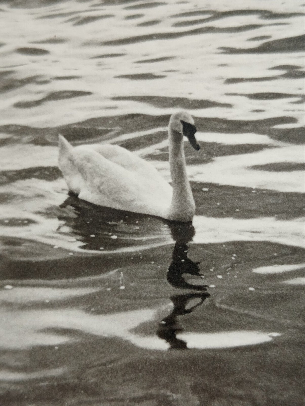 Zwaan op een meer jaren 40-60, Verzamelen, Ophalen of Verzenden, 1940 tot 1960, Gebruikt