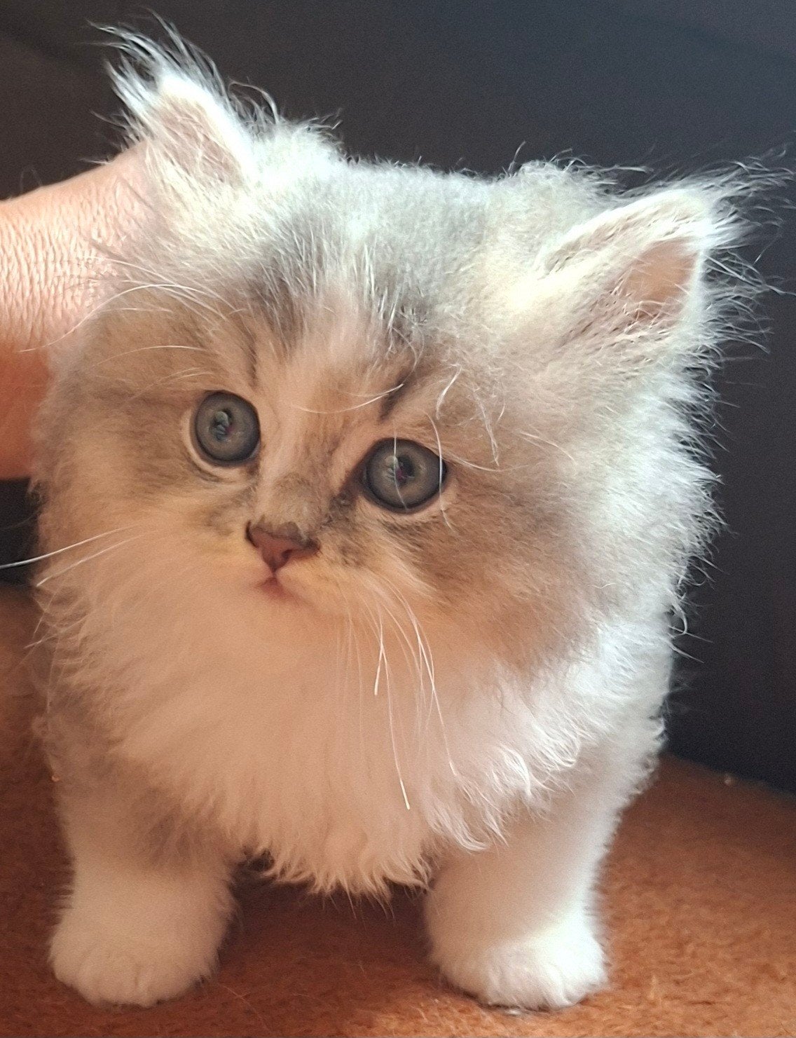 mooie britselanghaar., Kater, Gechipt, 0 tot 2 jaar