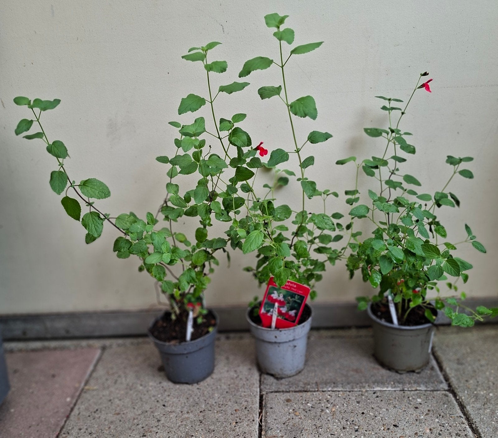 salvia,s, Ophalen, Minder dan 100 cm