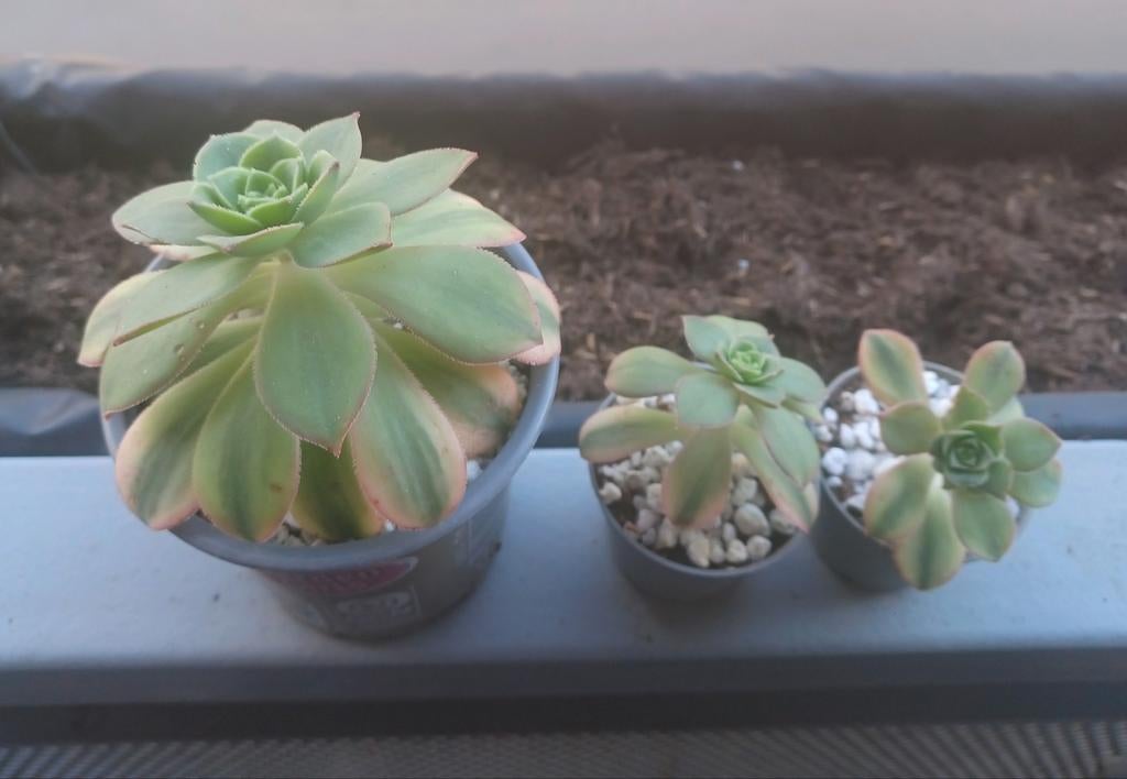 Aeonium Kiwi - 1 kleine en 1 grote stek, Tuin en Terras, Ophalen of Verzenden, Overige soorten, Volle zon