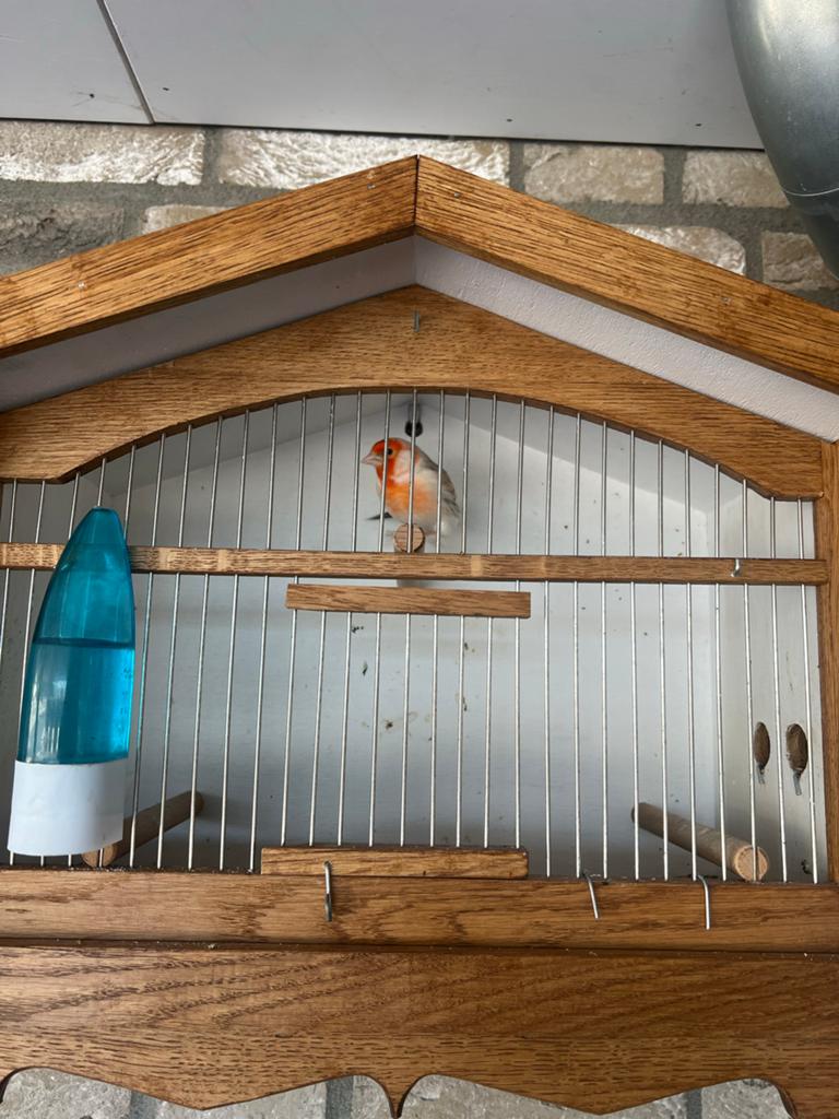 Putter x goudvink, Dieren en Toebehoren, Mannelijk, Wildzangvogel