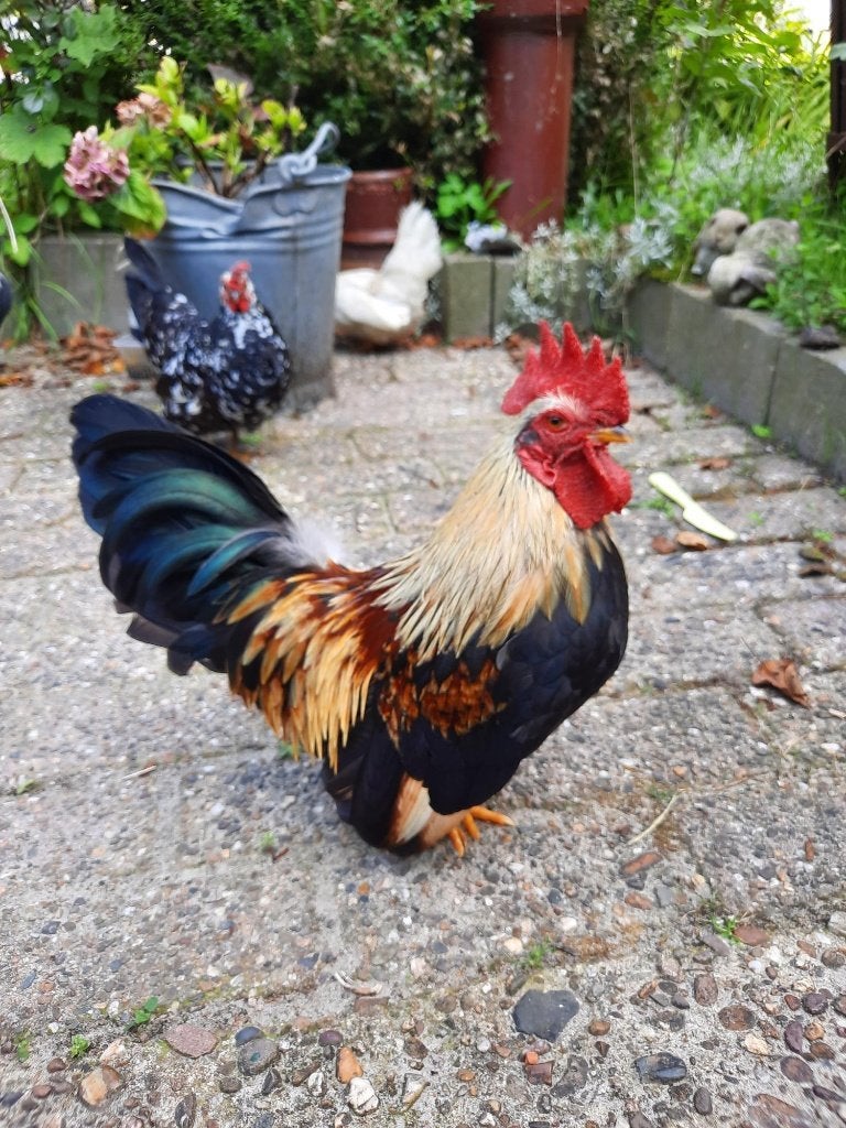 chabo haan, Dieren en Toebehoren, Pluimvee, Kip, Mannelijk