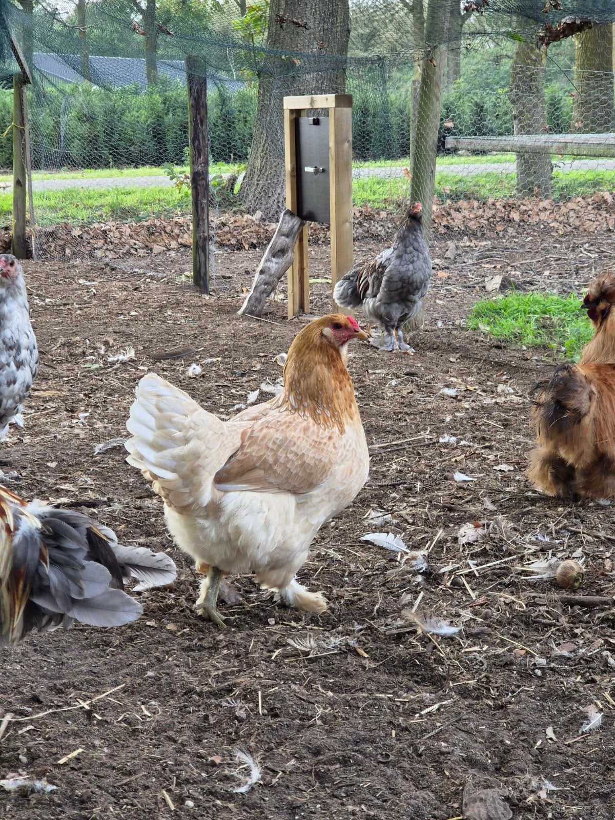 araucana x brahma hennen groenlegger, Meerdere dieren, Kip