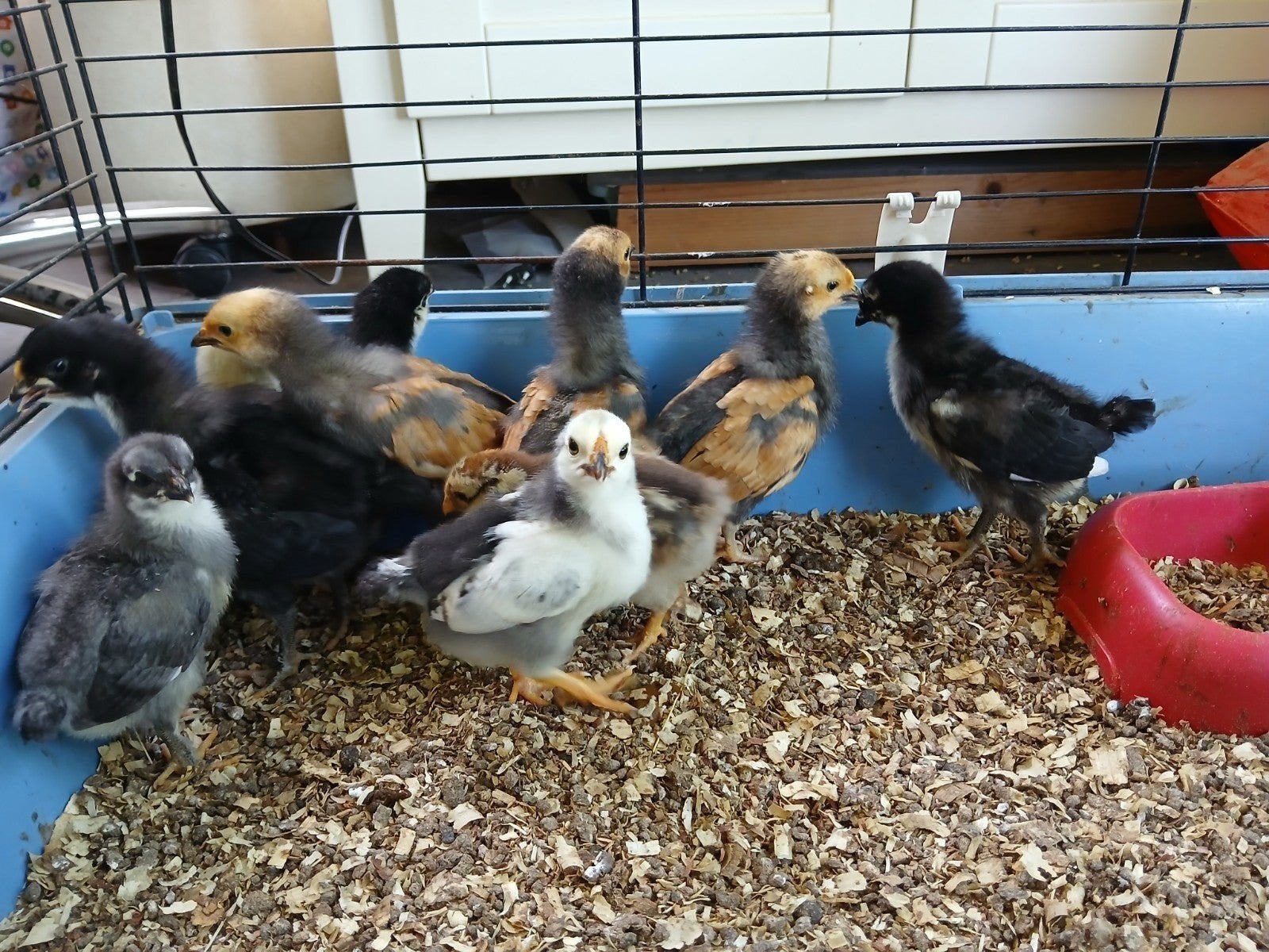 Kuikens maran x vorwerk en wyandotte, Dieren en Toebehoren, Pluimvee, Kip, Meerdere dieren