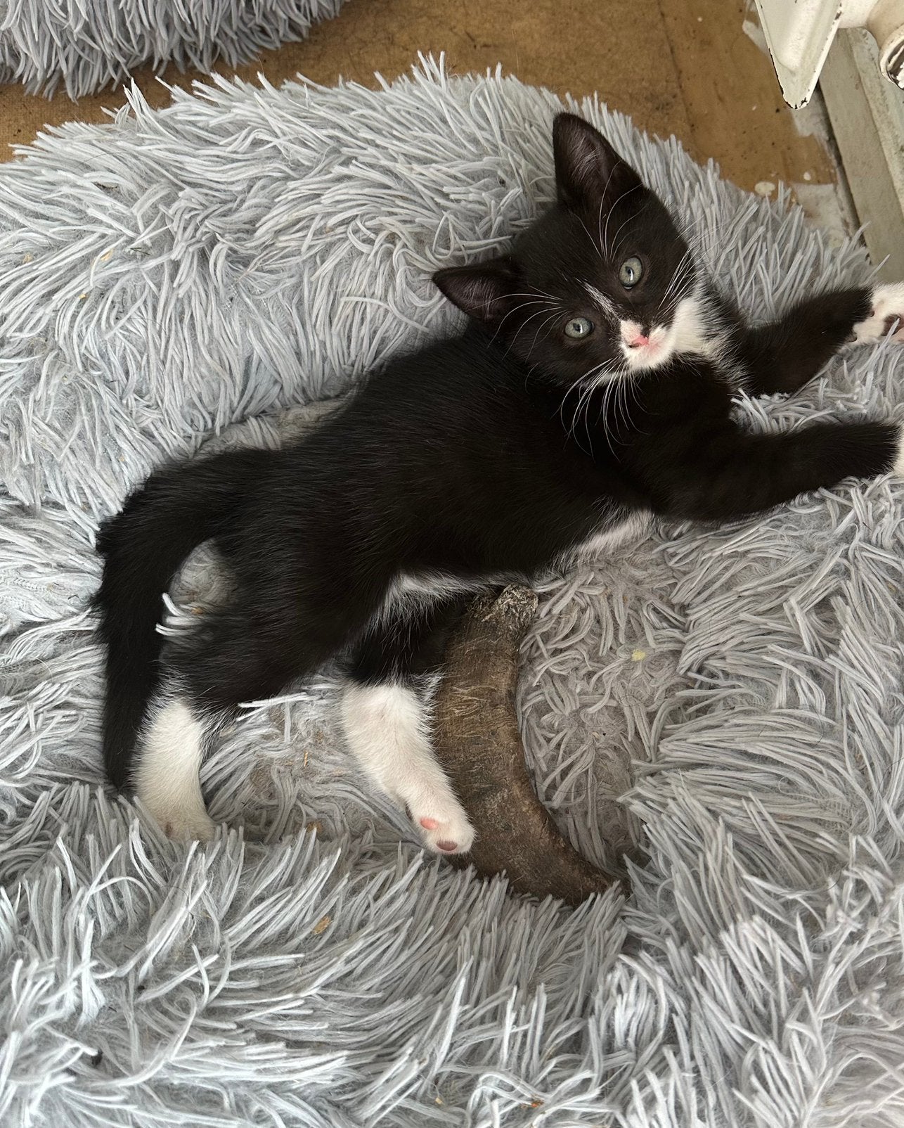 Kittens, Dieren en Toebehoren