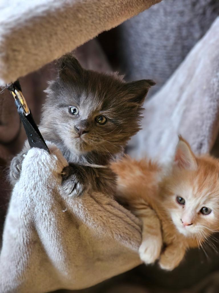 Maine coon kittens, Dieren en Toebehoren, Katten en Kittens | Raskatten | Langhaar, Meerdere dieren, Ontwormd, Ingeënt