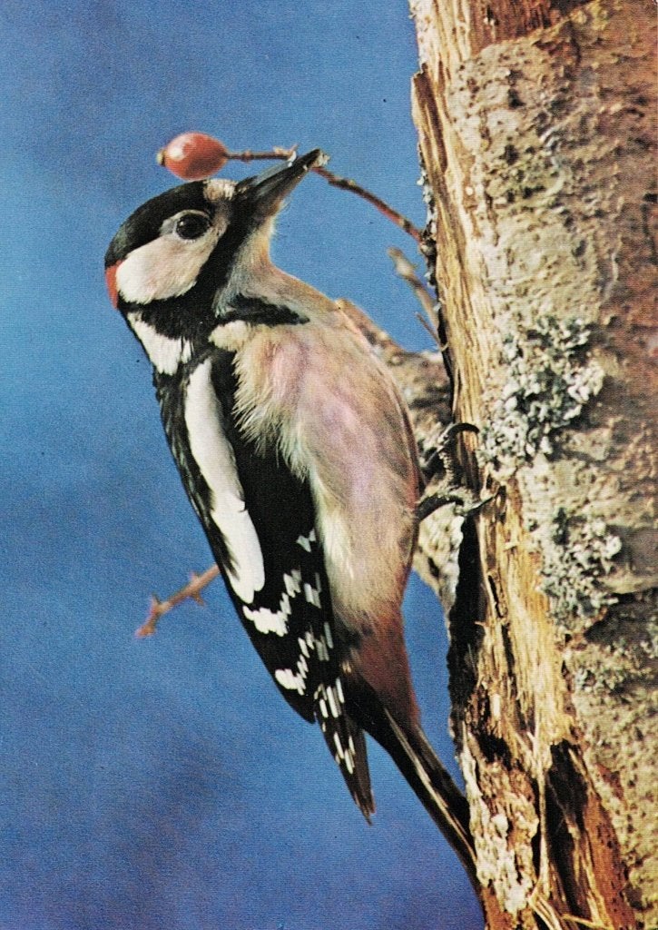 Grote bonte specht  398, Ophalen of Verzenden, 1980 tot heden, Ongelopen, Vogel