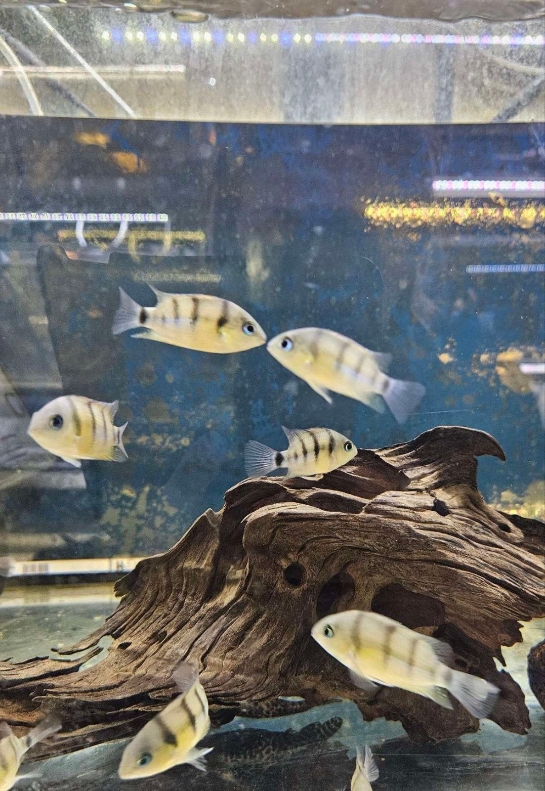 cryptoheros cutteri babys gratis

mogen in delen weg, mag oo, Dieren en Toebehoren, Vissen | Aquariumvissen, Vis, Zoetwatervis