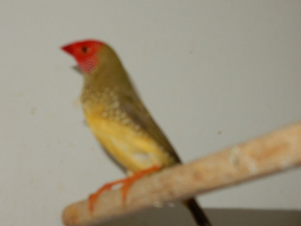BINSENASTILDE  ROOD KOP, Meerdere dieren, Kleurkanarie