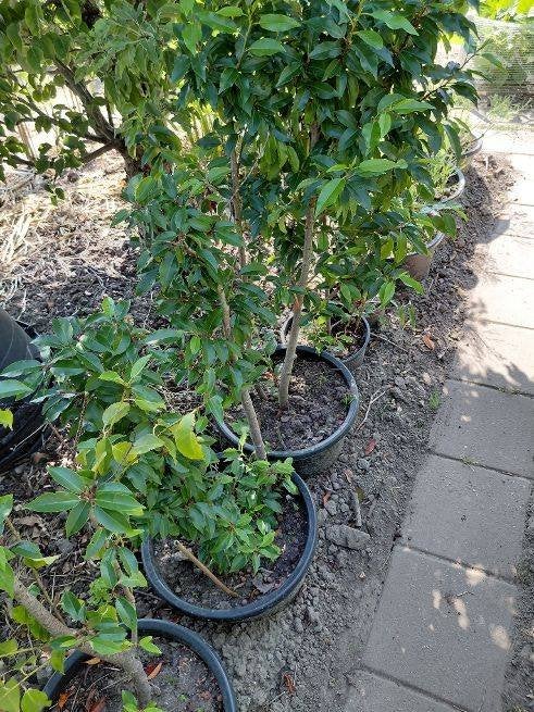 Portugese Laurier, Ophalen, Laurier, Struik, 100 tot 250 cm