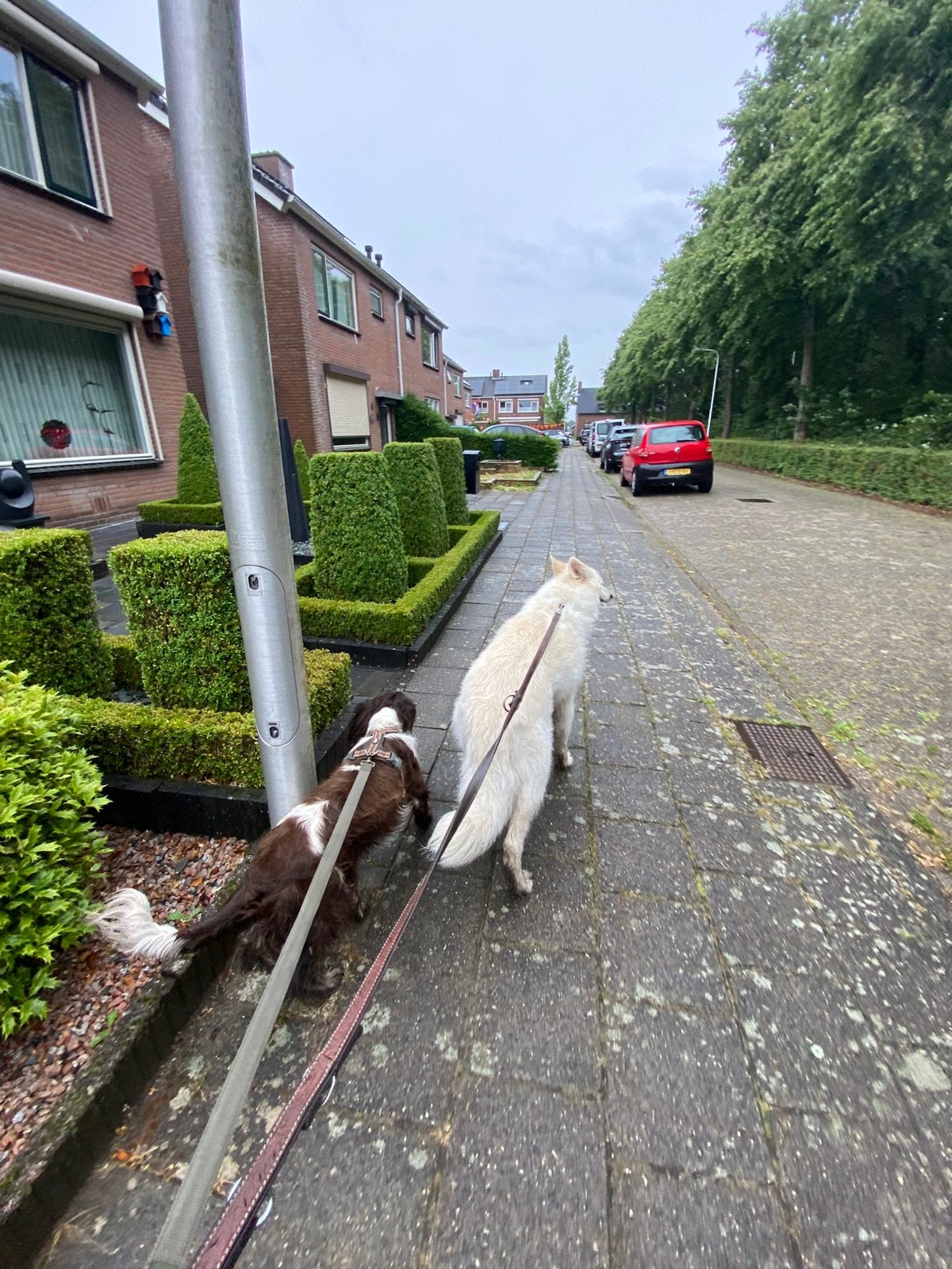 Dieren oppas/ honden trainer/ uitlaat service, Ophalen of Verzenden, Zo goed als nieuw